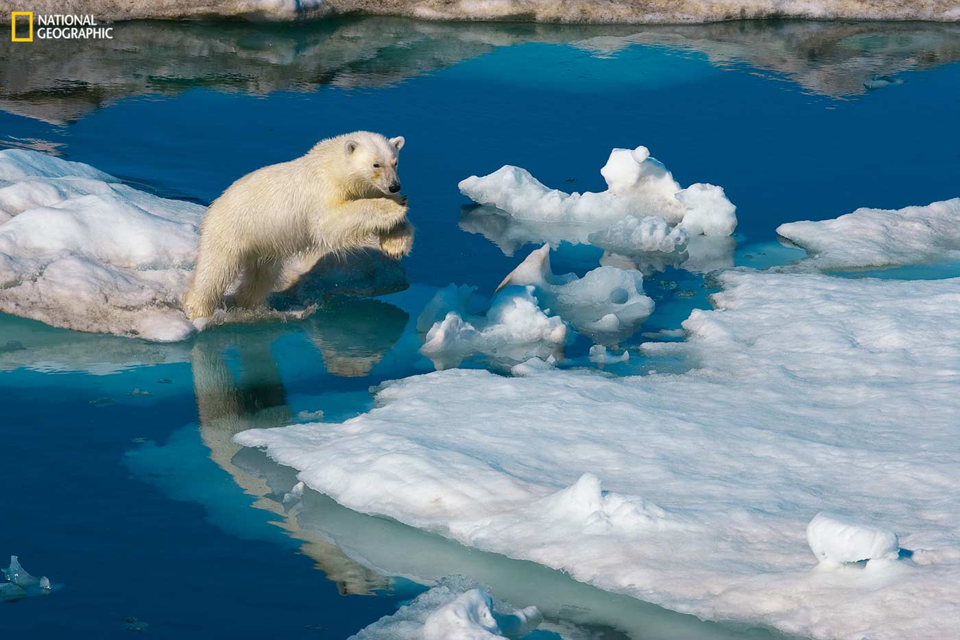 Museum of the Rockies Polar Bear Obsession at the Museum of the Rockies