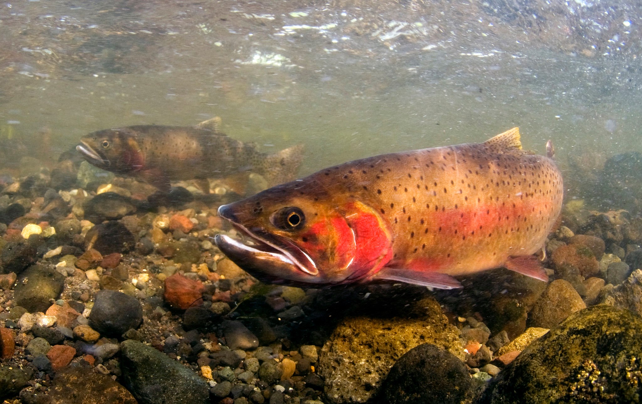 High-water temperatures and low stream flows prompt fishing closures in Yellowstone National Park