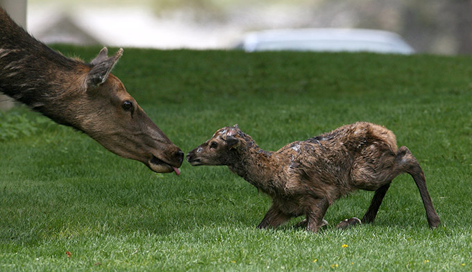 25-min-old-elk-calf-mammoth_FlickrNPSJimPeaco_680x392