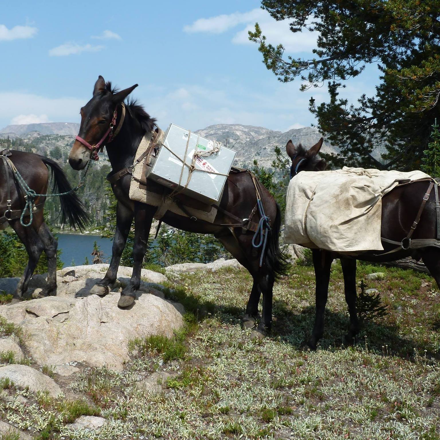 Skyline Guest Ranch in Cooke City, Montana