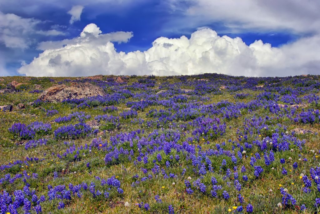 Lupine fills a slope along the Beartooth Scenic Highway between the West Summit and Long Lake area. They are located in a transition zone from alpine to near timberlline.
