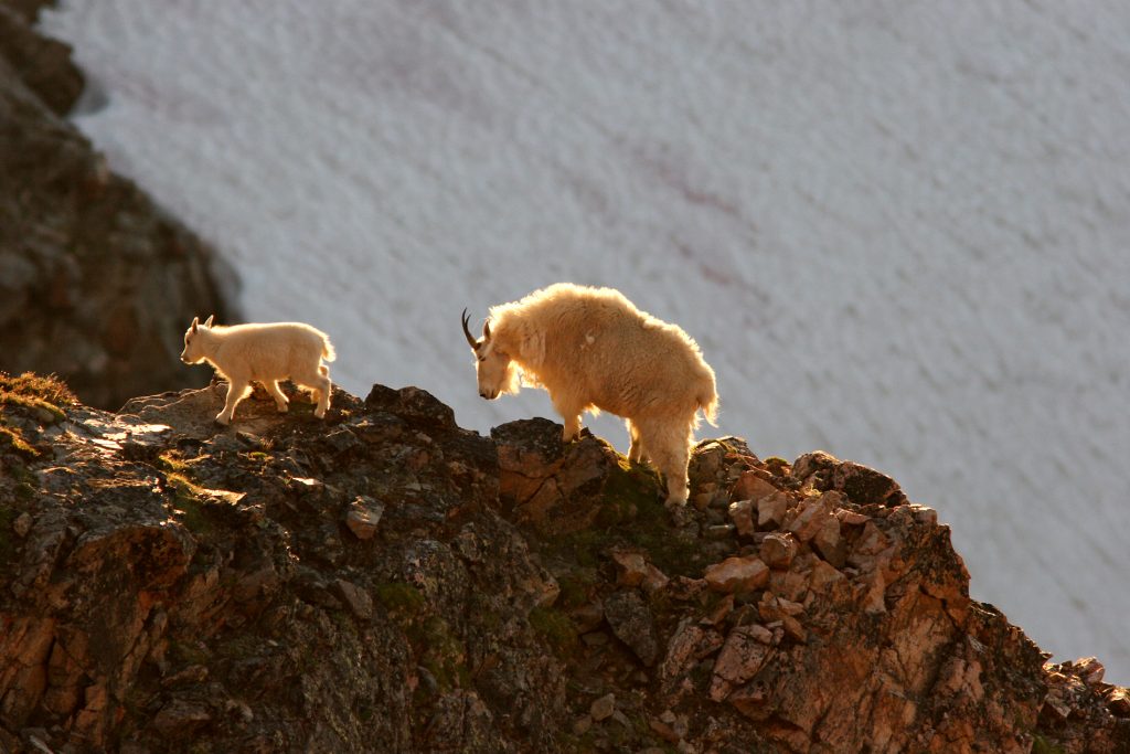 Mountain Goats can usually be seen along the Beartooth Scenic Highway during the summer months particulary in August near the summit of Beartooth Pass