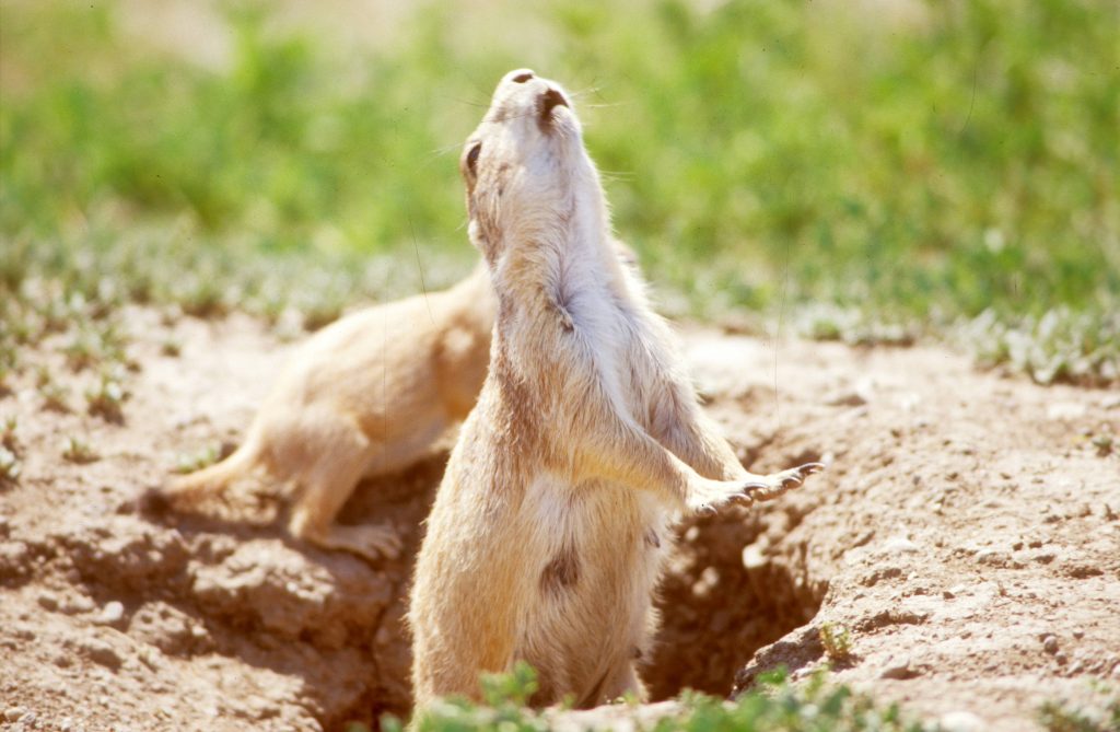 Prairie Dog in Yellowstone Country Montana