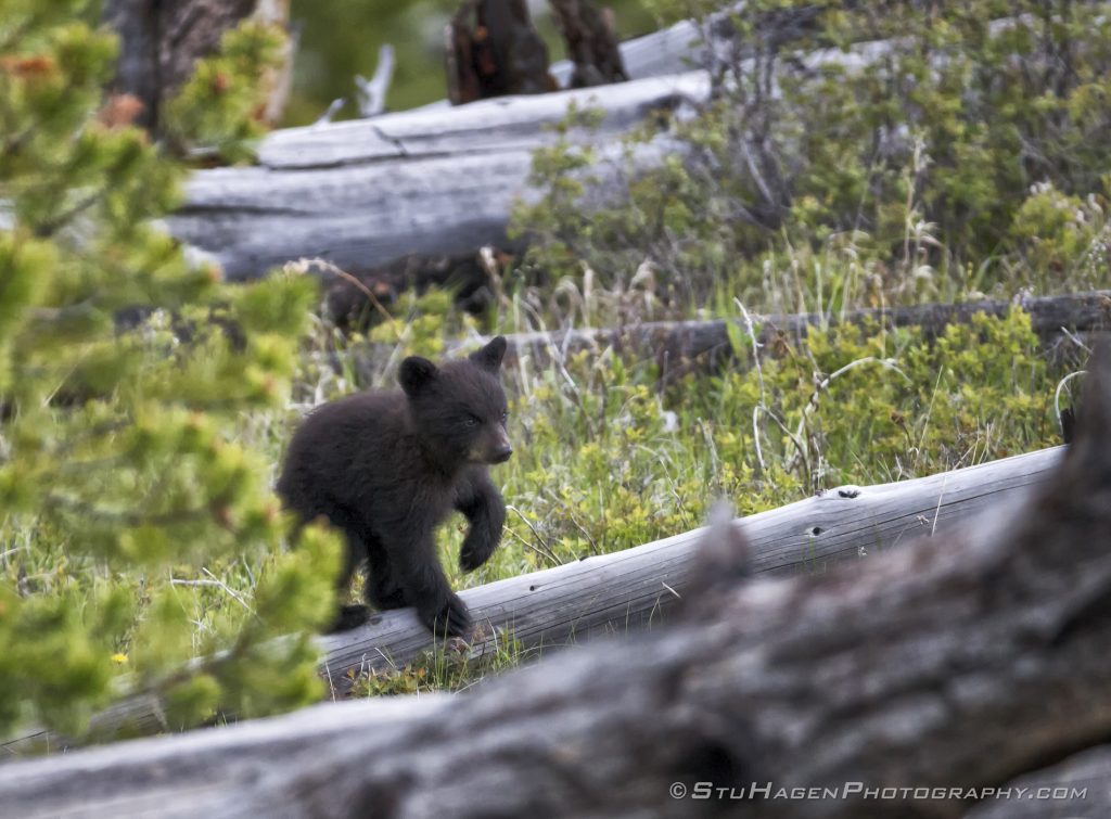 A black bear COY "Cub Of The Year" forages the dead fall in Yellowstone National Park