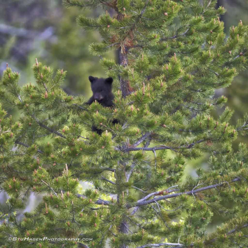 Bear Cub_Stu Hagen