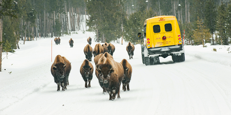 Bison and a snowcoach in Yellowstone National Park.