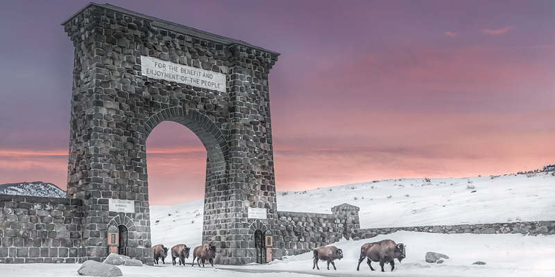 Bison walking through Roosevelt Arch in Yellowstone National Park