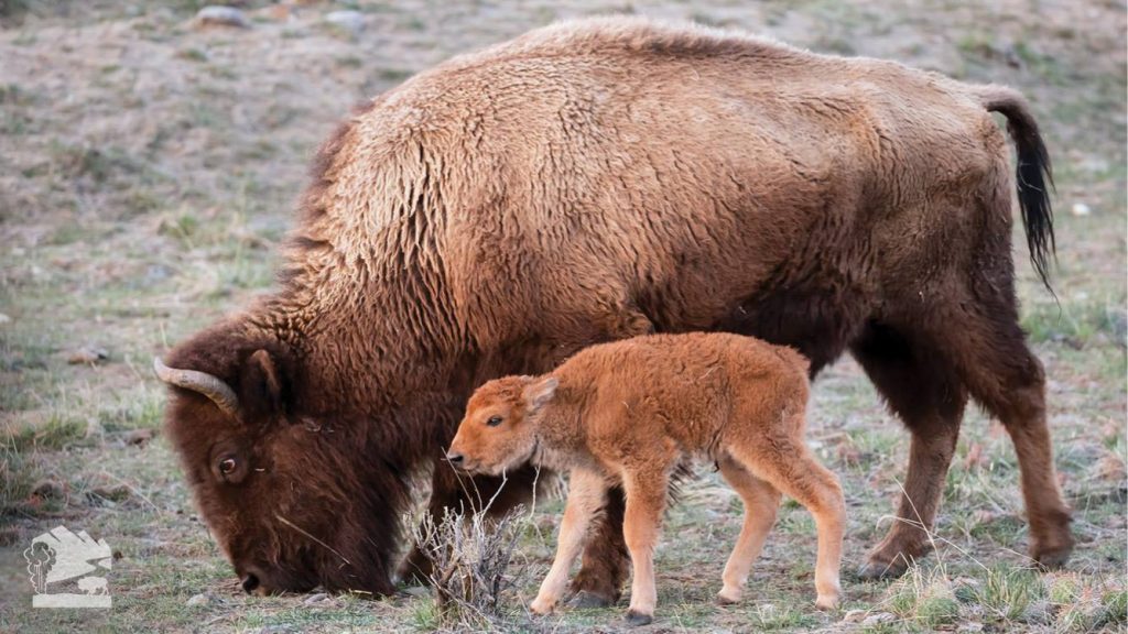 Bison_Yellowstone Association