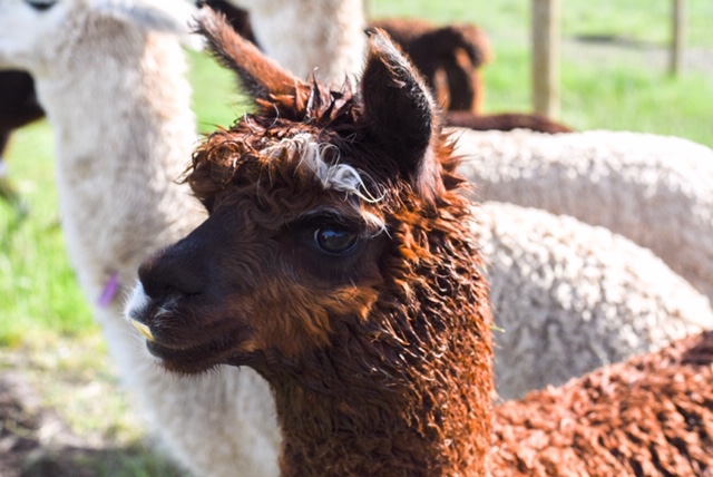 You Can Feed Adorable Baby Alpacas at This Hotel In Peru