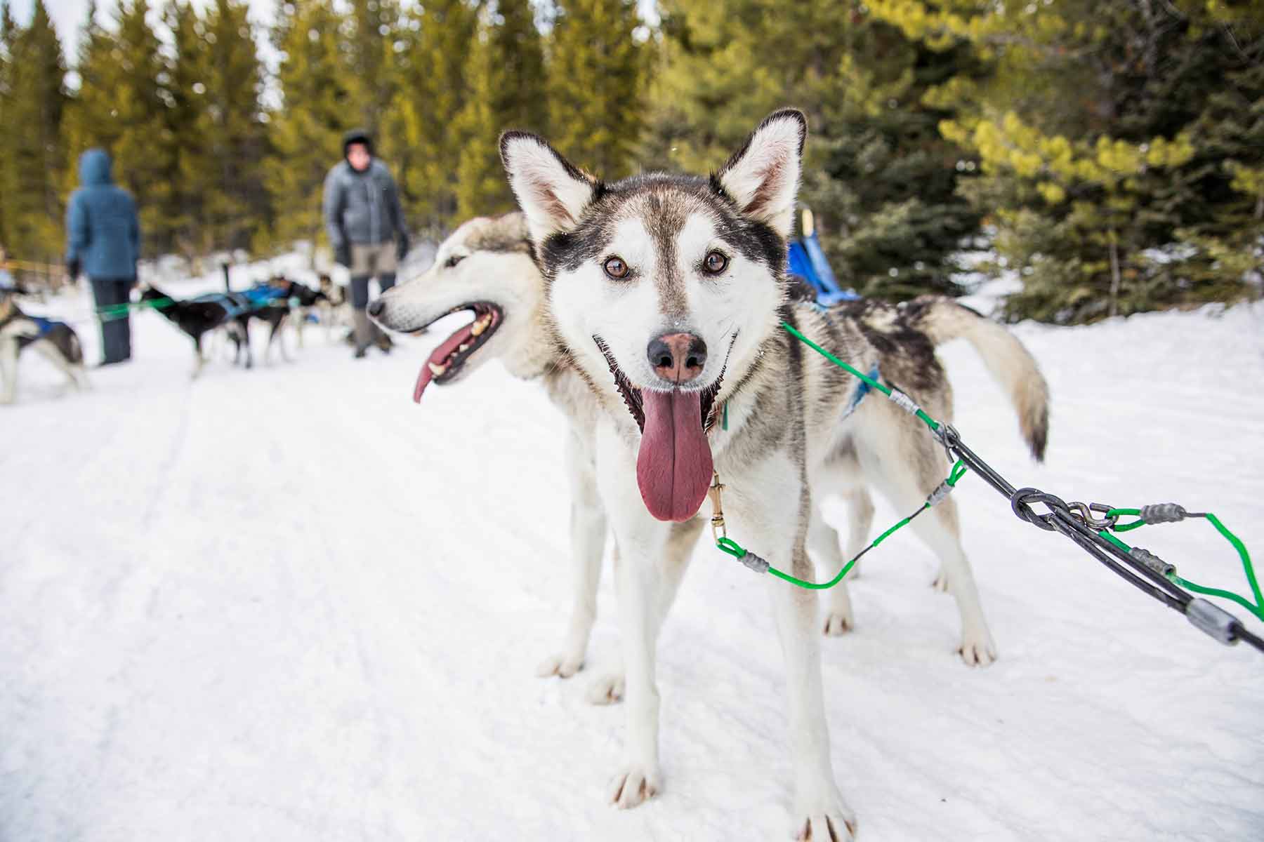 A dog sledding trip in Yellowstone Country Montana near Yellowstone National Park