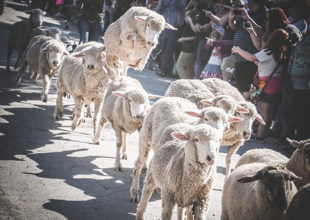 Great Montana Sheep Drive in Reed Point Montana in Yellowstone Country Montana is a great Fall event for the whole family