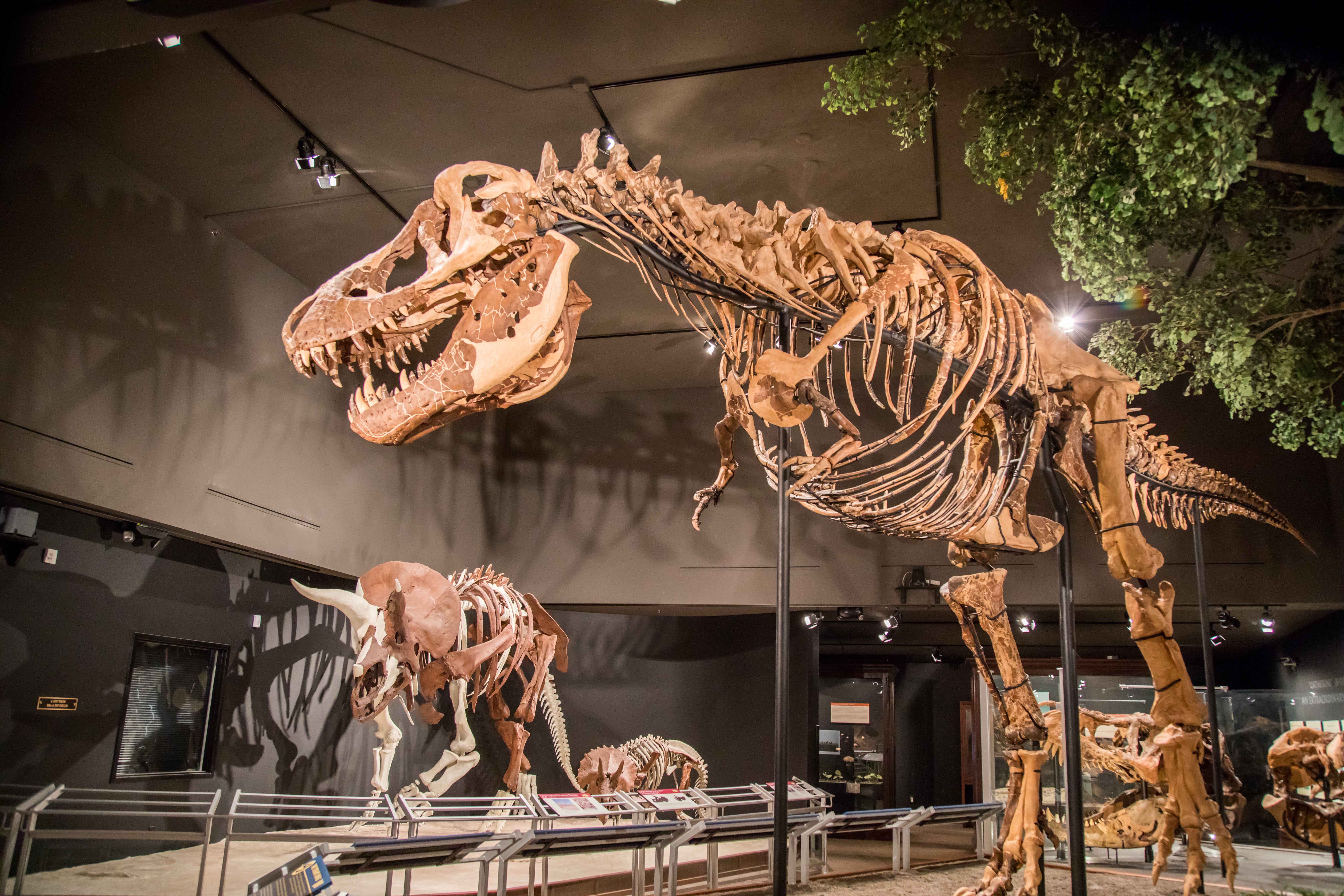 Museum of the Rockies in Bozeman, Montana in Yellowstone Country Montana