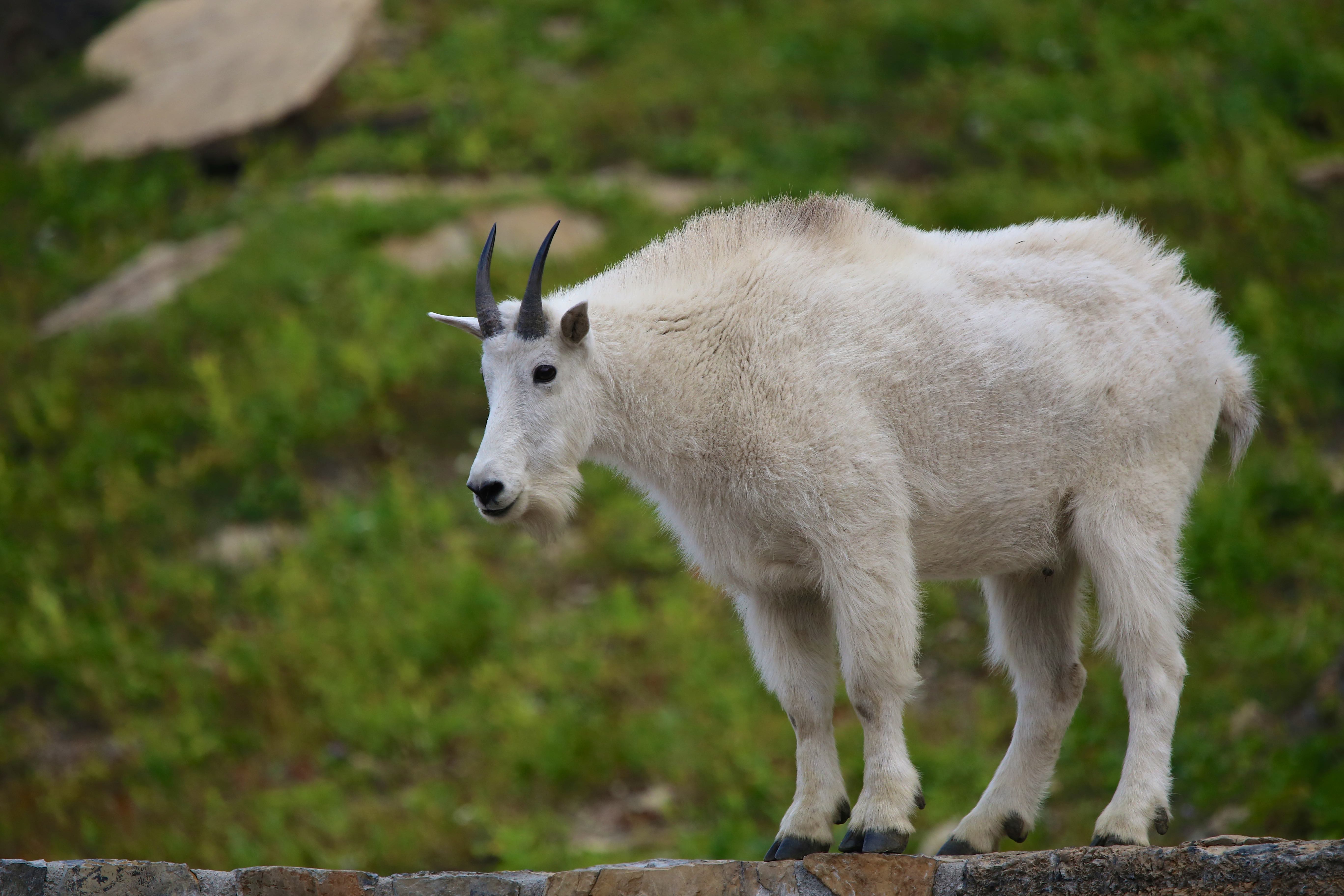 Dinar Guru Mountain Goat - cspn0je