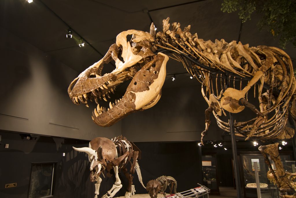 Museum of the Rockies is a renoun museum in Montana's Yellowstone Country