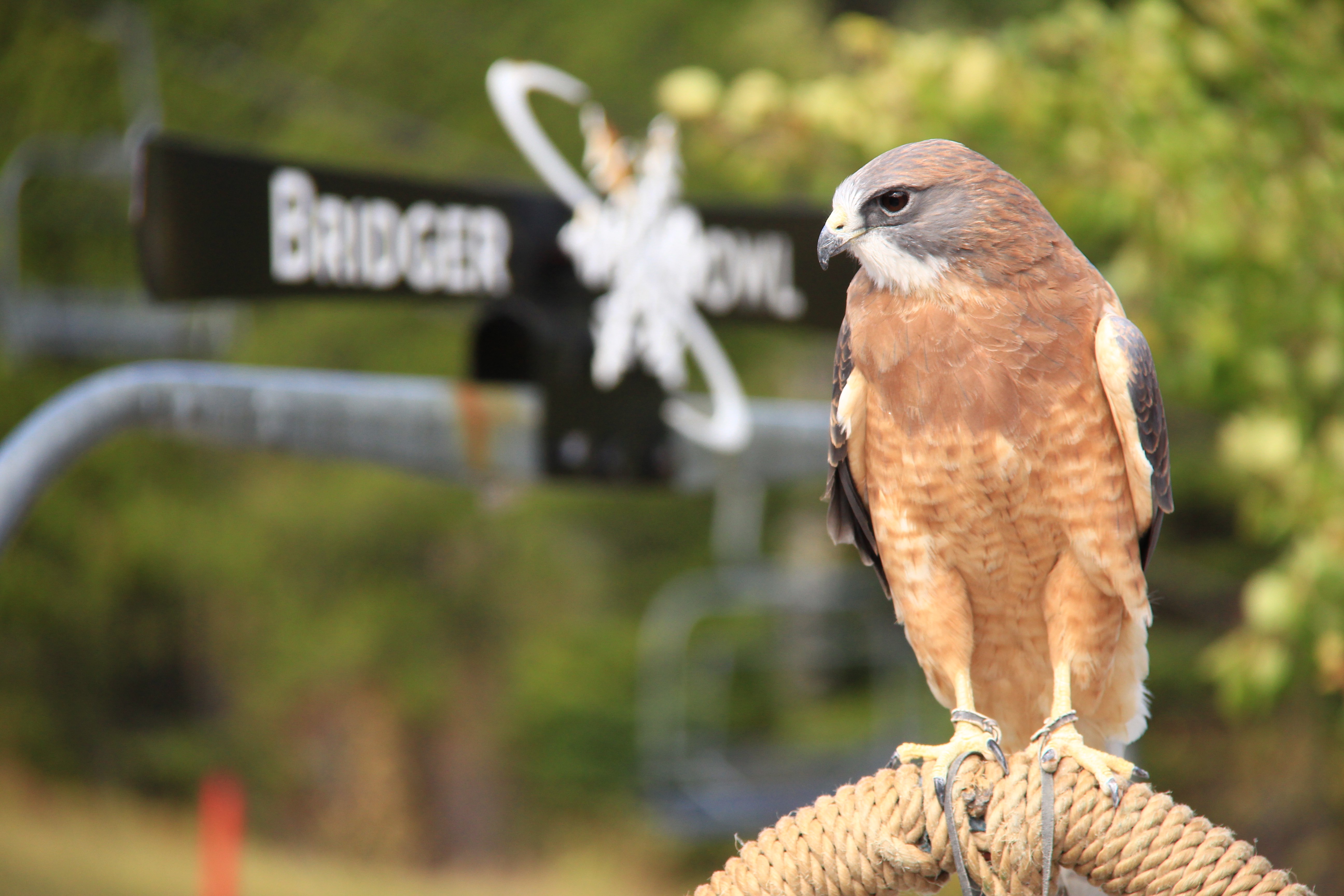 Hawk at Bridger Raptor Festival