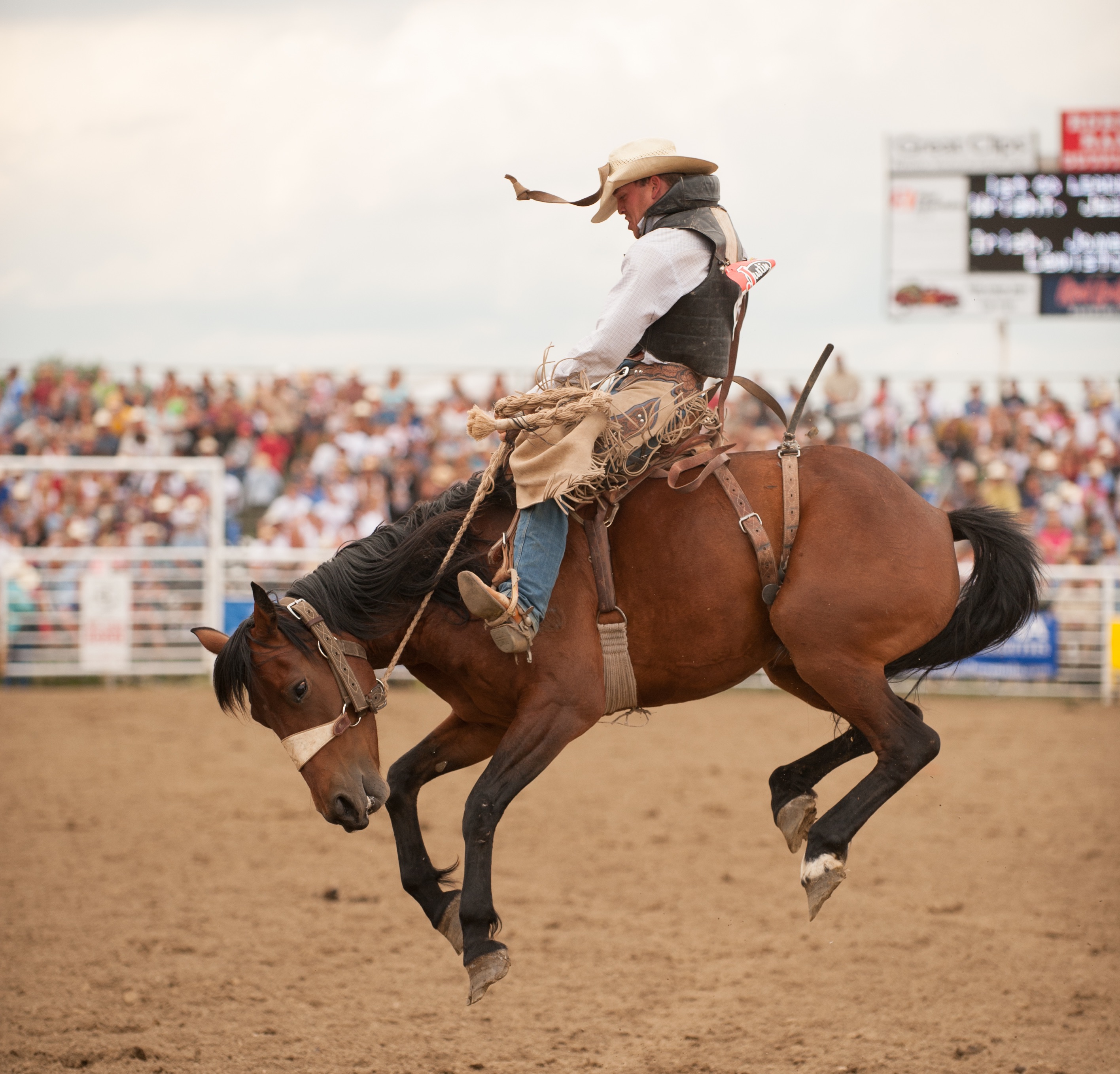 Montana Rodeos July 2024 Heidie Regine