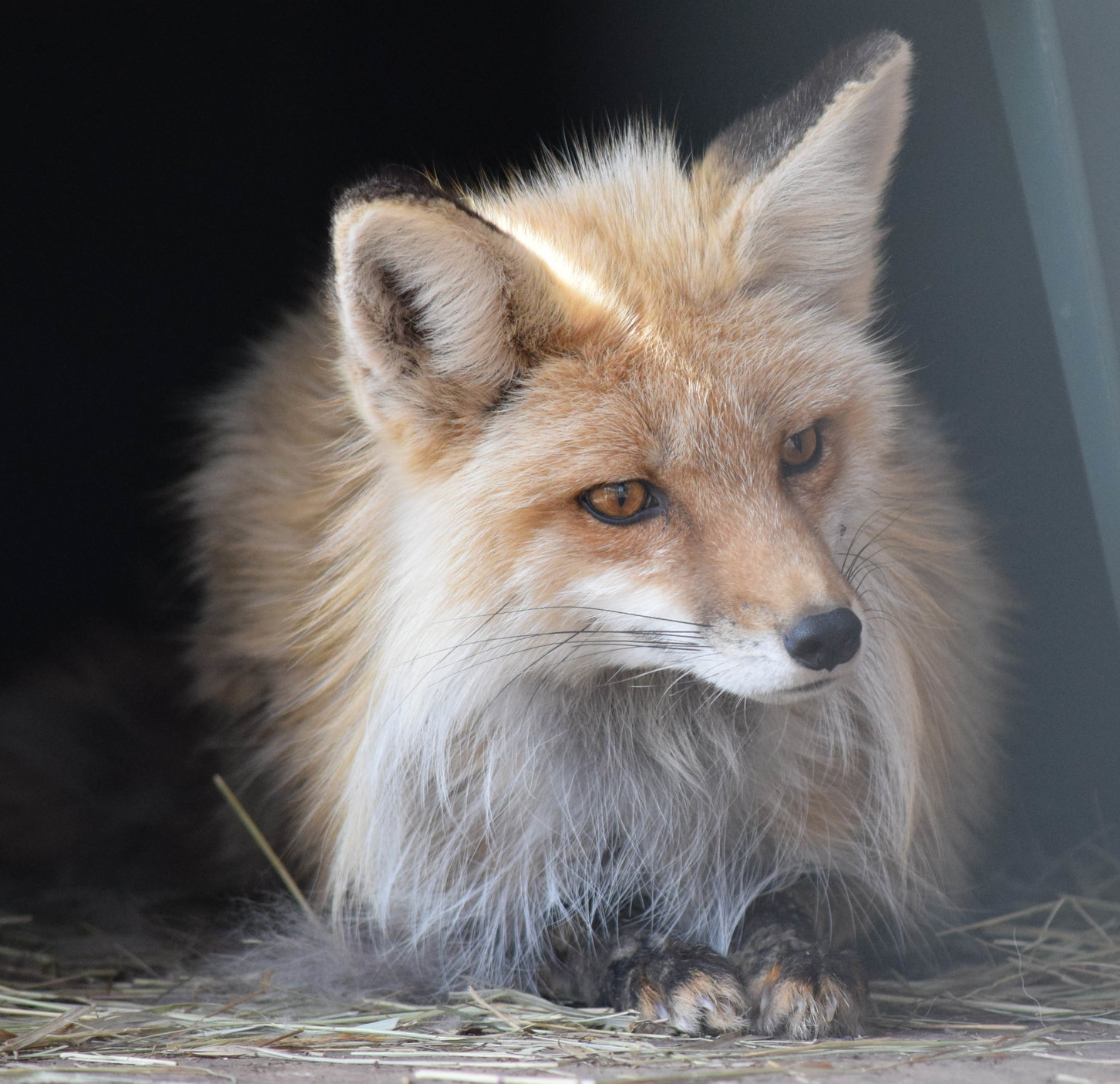 Wildlife Sanctuaries in Yellowstone Country