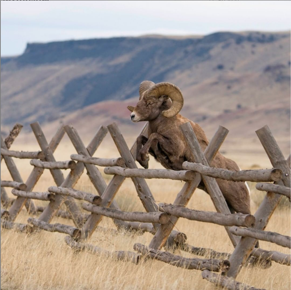 Wildlife Watching From Your Living Room!