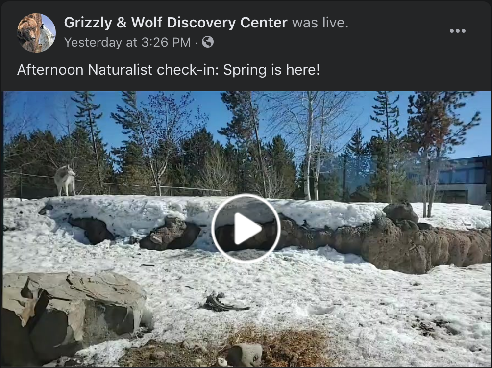 Discovering the Grizzly and Wolf Discovery Center