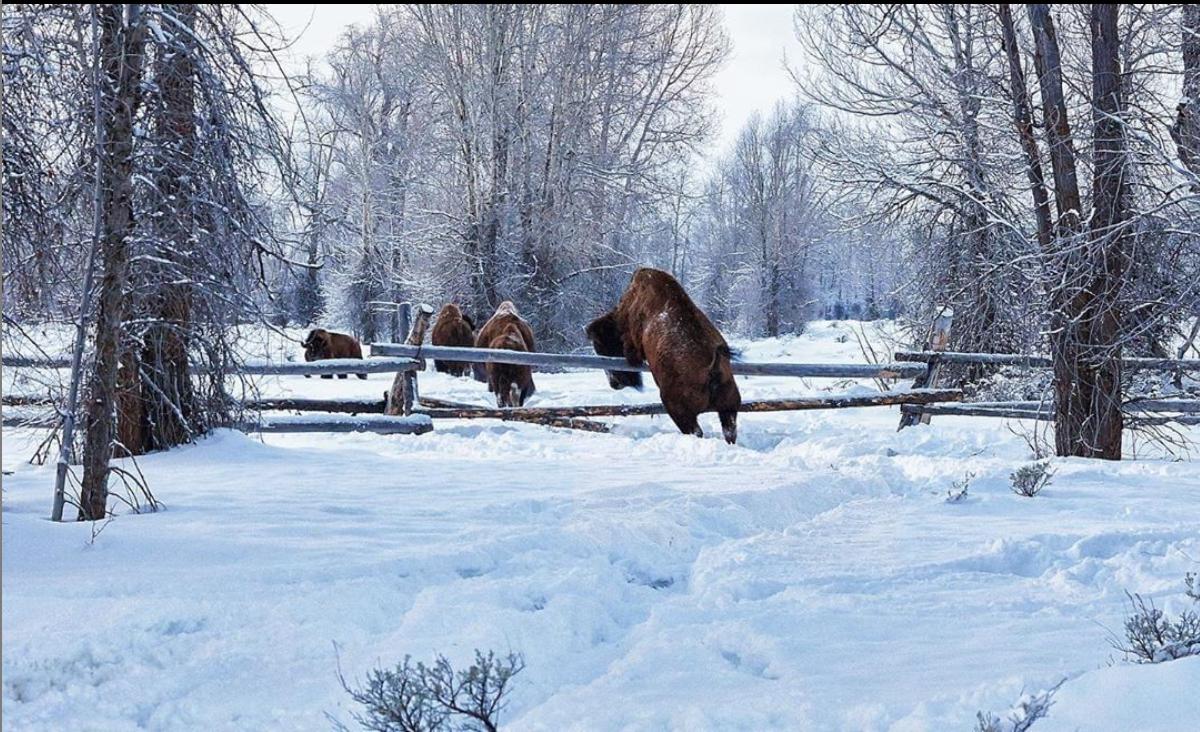 Top 20 Yellowstone Country Instagram Photos of 2020!