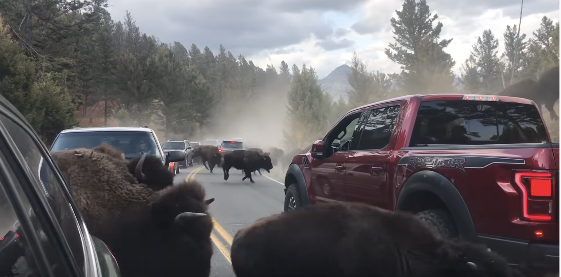 VIDEO: Bison Stampede Through Traffic in Yellowstone National Park