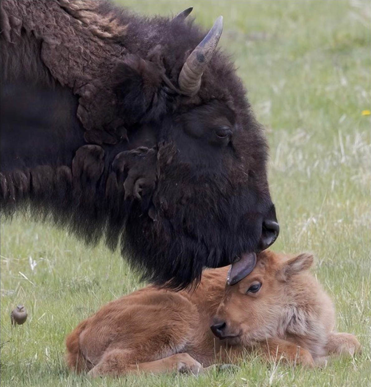 Top 10 Yellowstone Country Instagram Photos from 2021