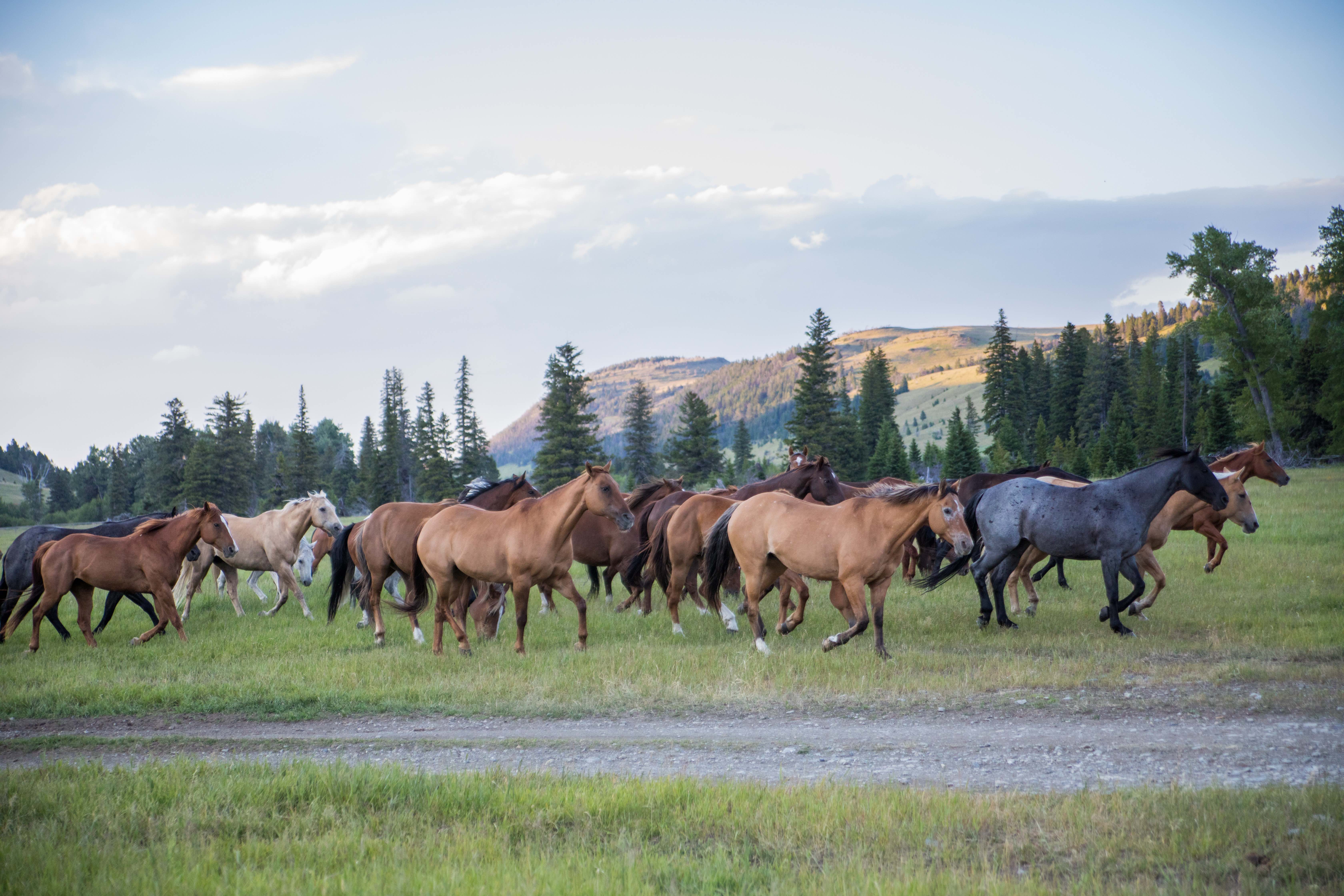 The Montana Beyond Yellowstone National Park
