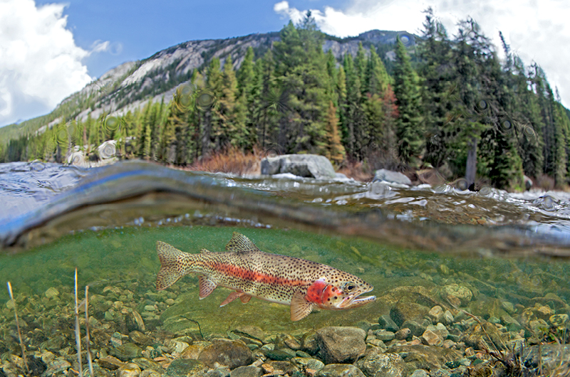 Photo of rainbow trout under water. 