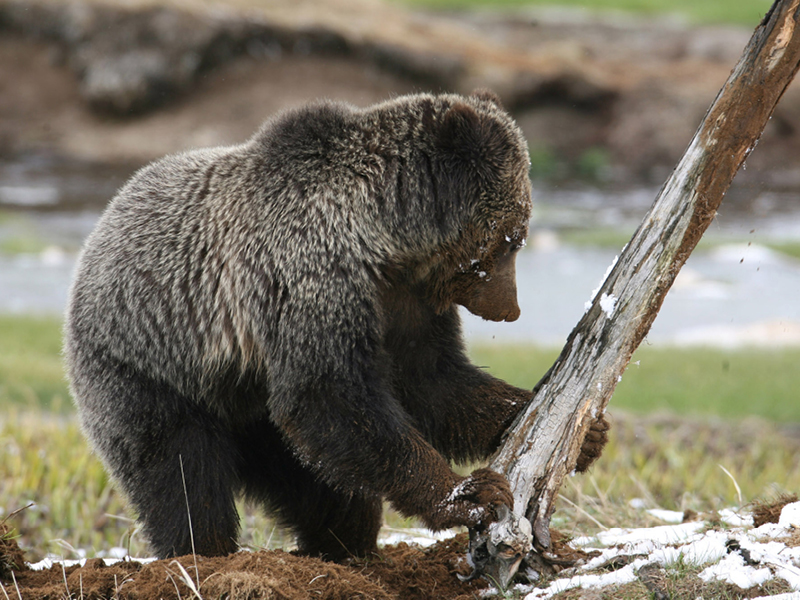 Photo of bear looking for food. 