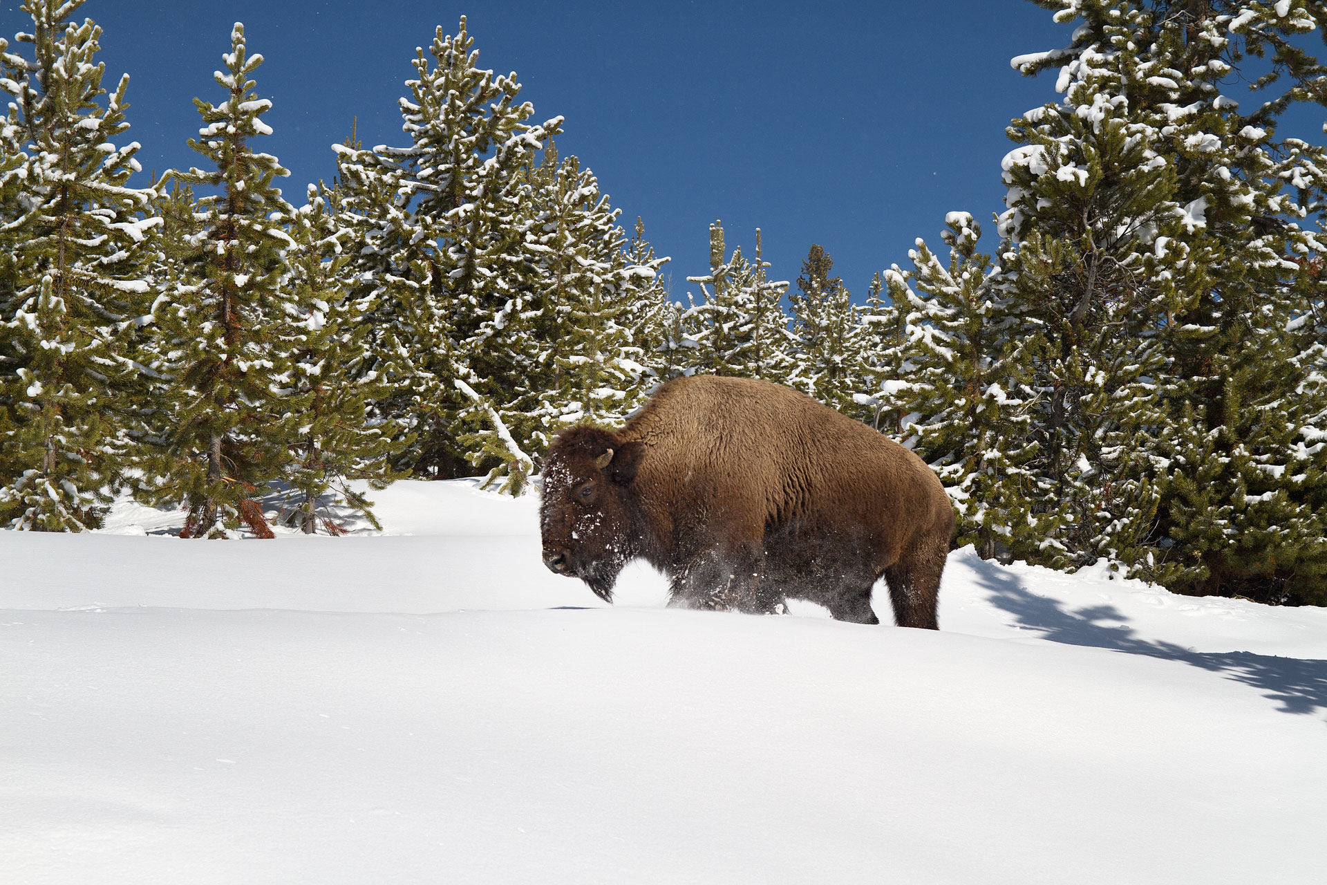 A bison trudges through the snow in Yellowstone Country near Yellowstone National Park