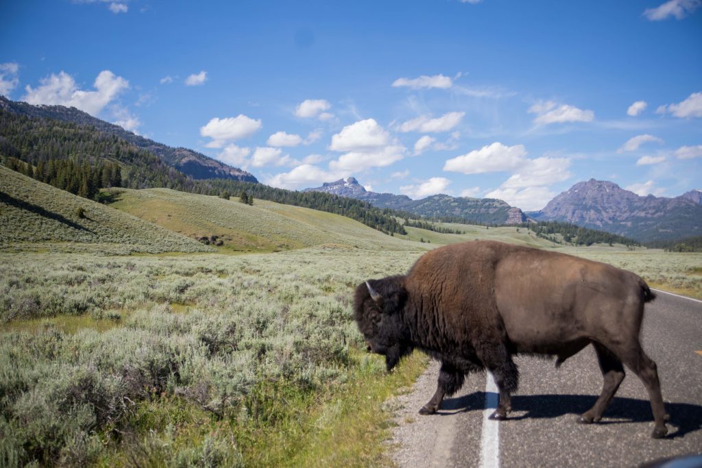 Bison in Yellowstone National Park near Montana's Yellowstone Country