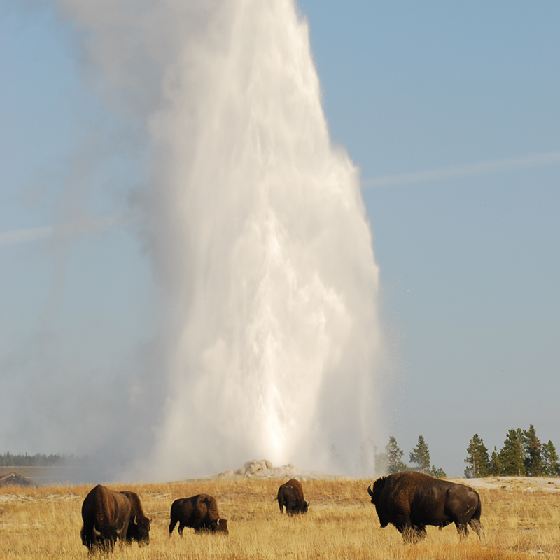 Old Faithful with bison in Yellowstone National Park