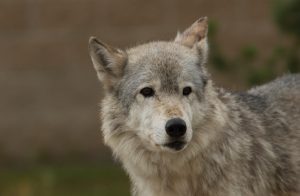 wolf_closeup_low