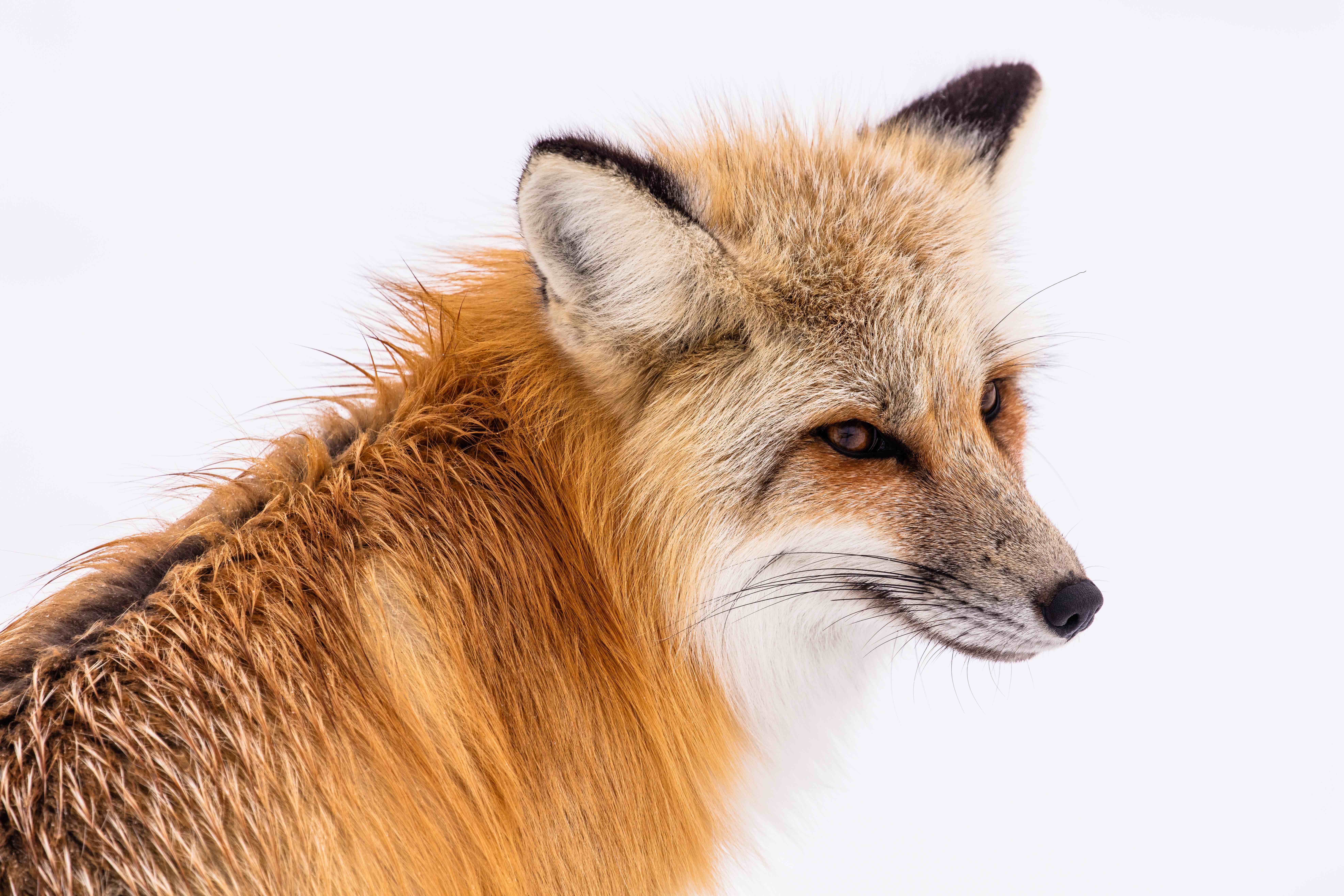 Red Fox in Yellowstone National Park