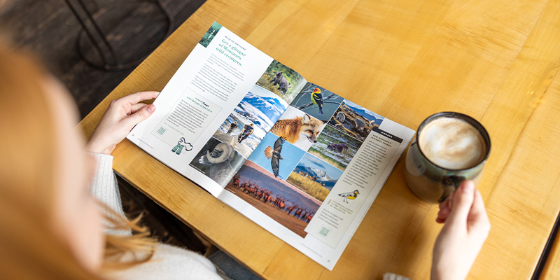 Montana Birding Guide