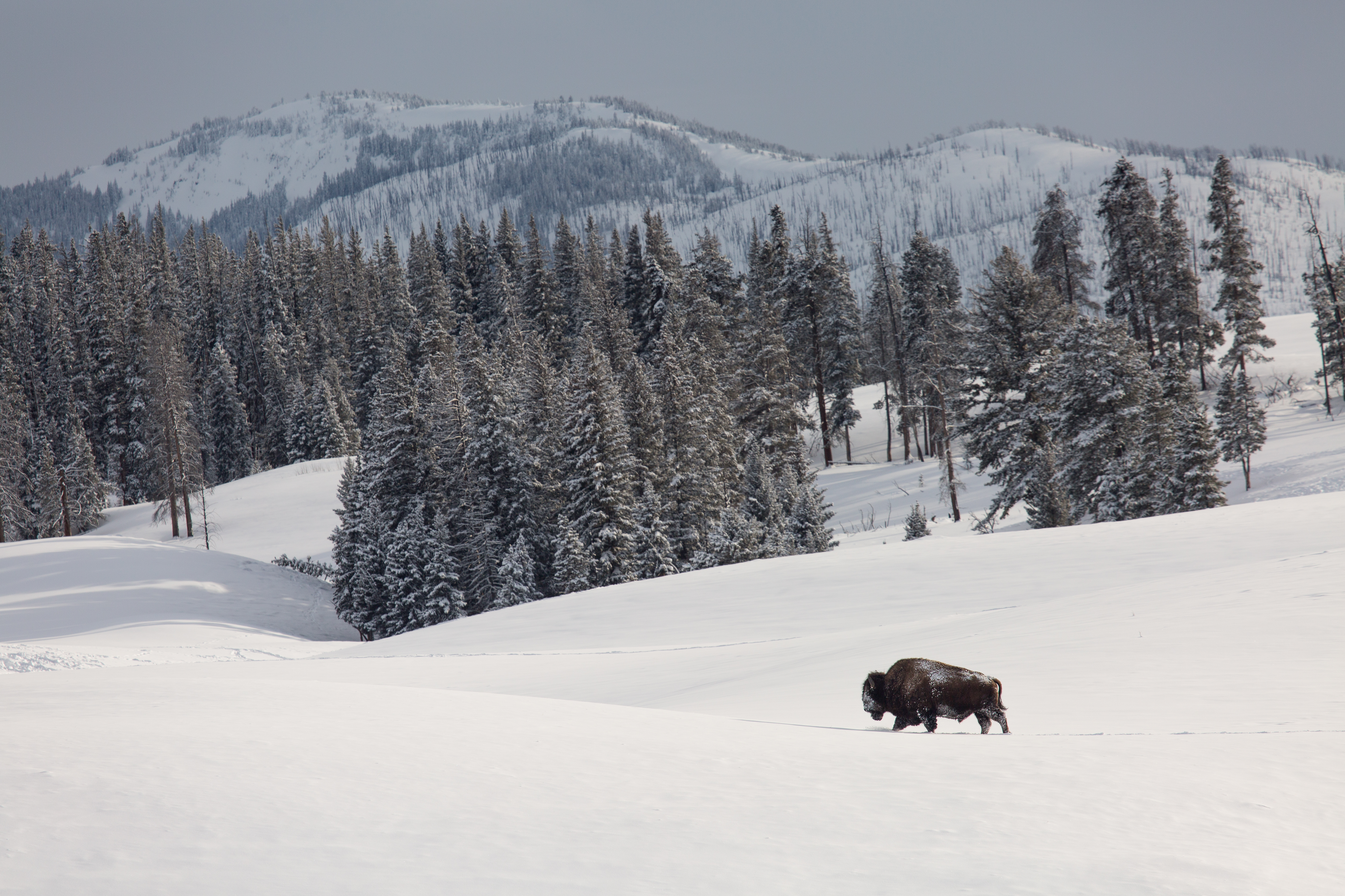 Your Guide to Winter Wildlife Watching in Yellowstone National Park