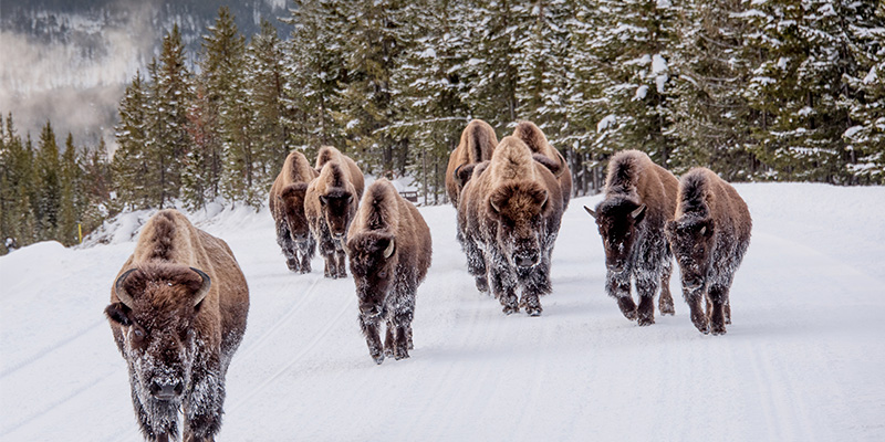 Bison in Yellowstone National Park