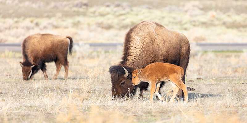Baby red dog with mother bison. 