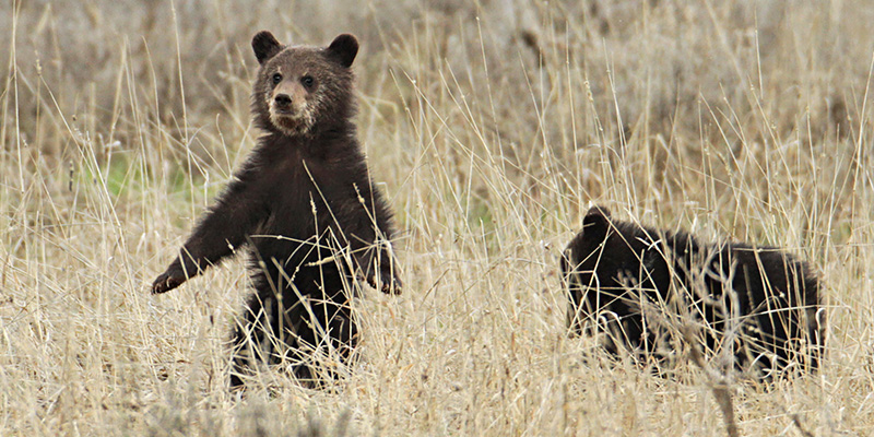 Bear cubs in Yellowstone National Park