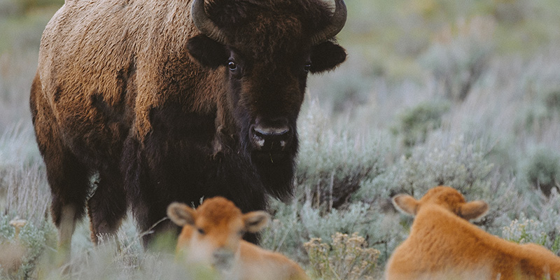 Bison with calves, Yellowstone National Park
