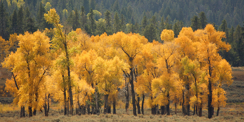 Cottonwoods in the autumn, Yellowstone National Park