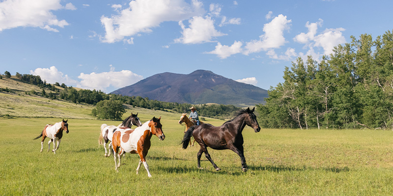 Rounding up the horses, Montana