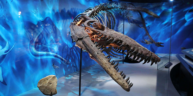 Unearthing the Past: Celebrate National Fossil Day 2026 with Montana’s Prehistoric Giants