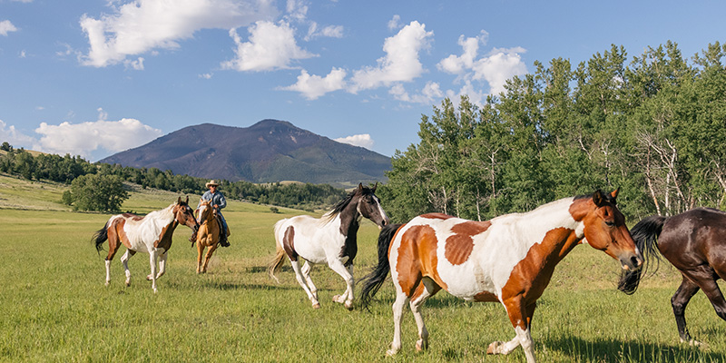 Rounding up horses, Elk River Outfitters, Red Lodge, Montana