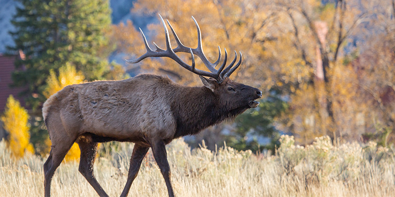 Elk bugling in Yellowstone National Park