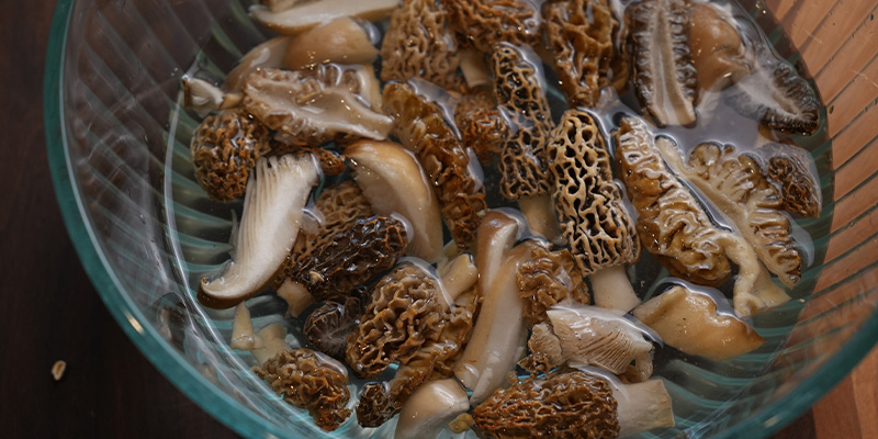 Foraged morels, Montana