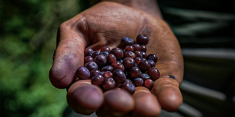 Huckleberries, Montana