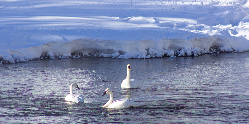 Swans in Yellowstone National Park
