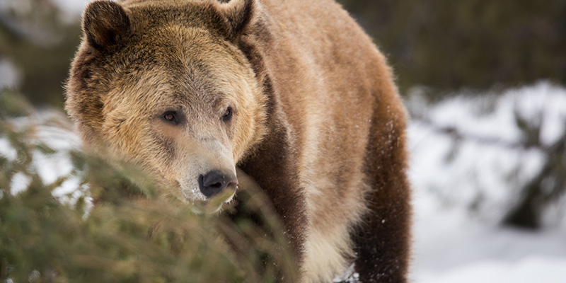 Grizzly and Wolf Discovery Center