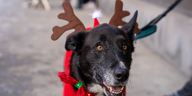 Dog with reindeer antlers, holiday photo